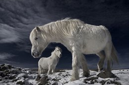 Icelandic Horses by BRIN