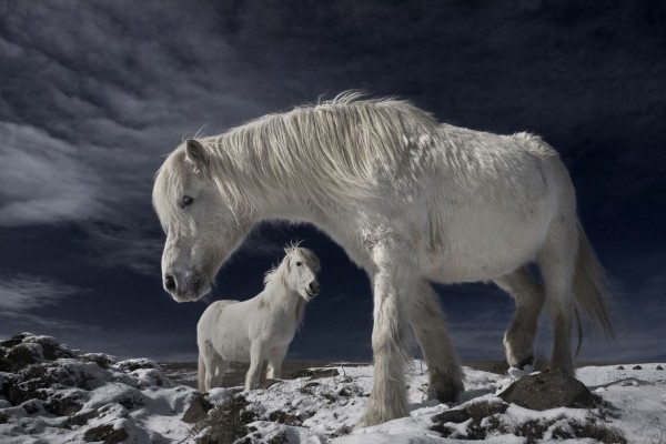 Icelandic Horses ePix Calendar