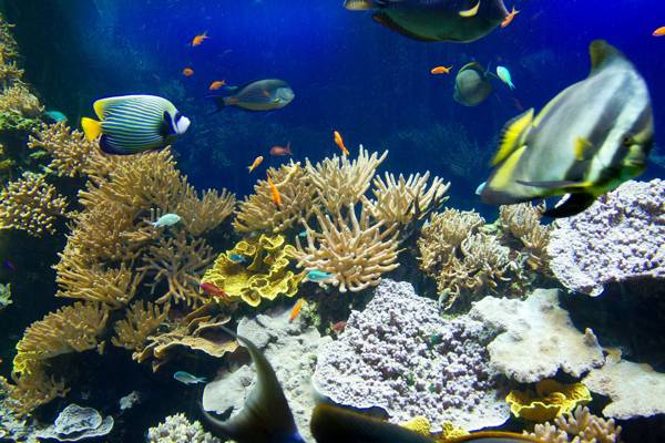 Aquarium at Oceanographic Museum of Monaco