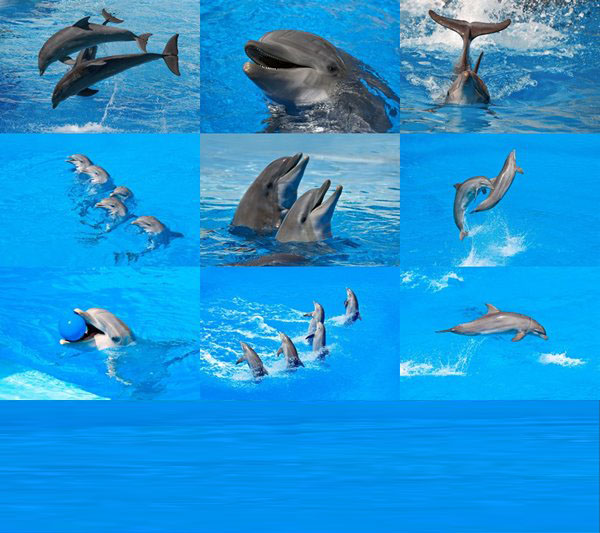 Dolphins by Dean Bertonelj