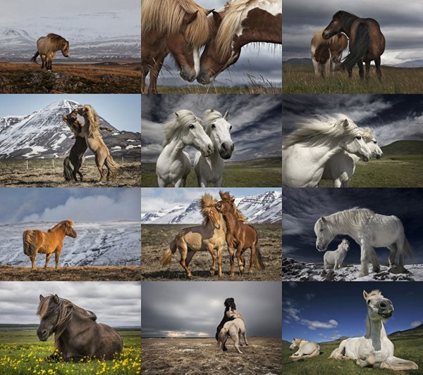Icelandic Horses by Bragi Ingibergsson