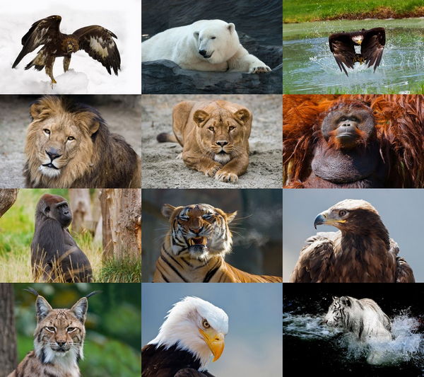 ZOO by Dean Bertoncelj